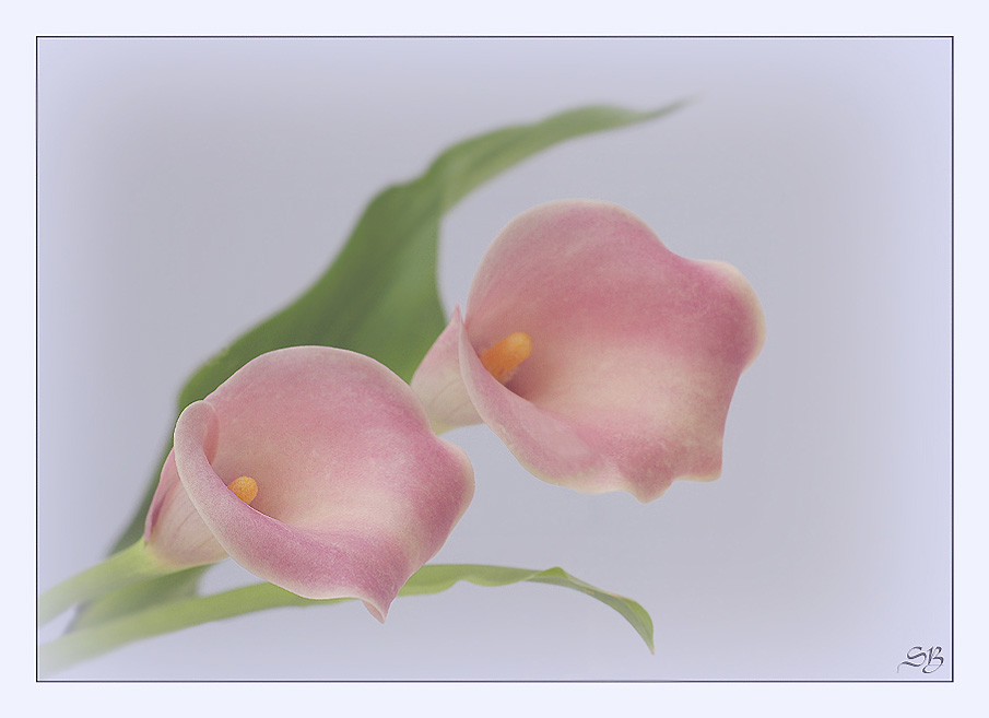 Calla rose´