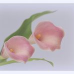 Calla rose´