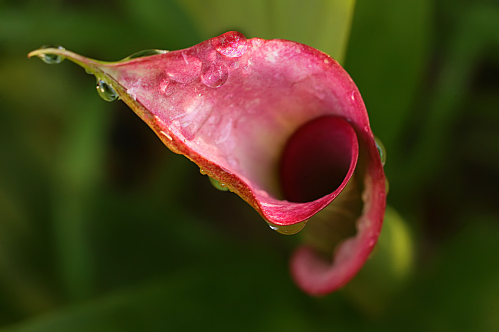 Calla rossa