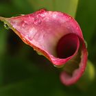 Calla rossa