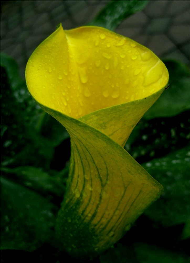 Calla - schlichte Eleganz