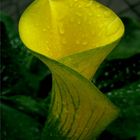 Calla - schlichte Eleganz