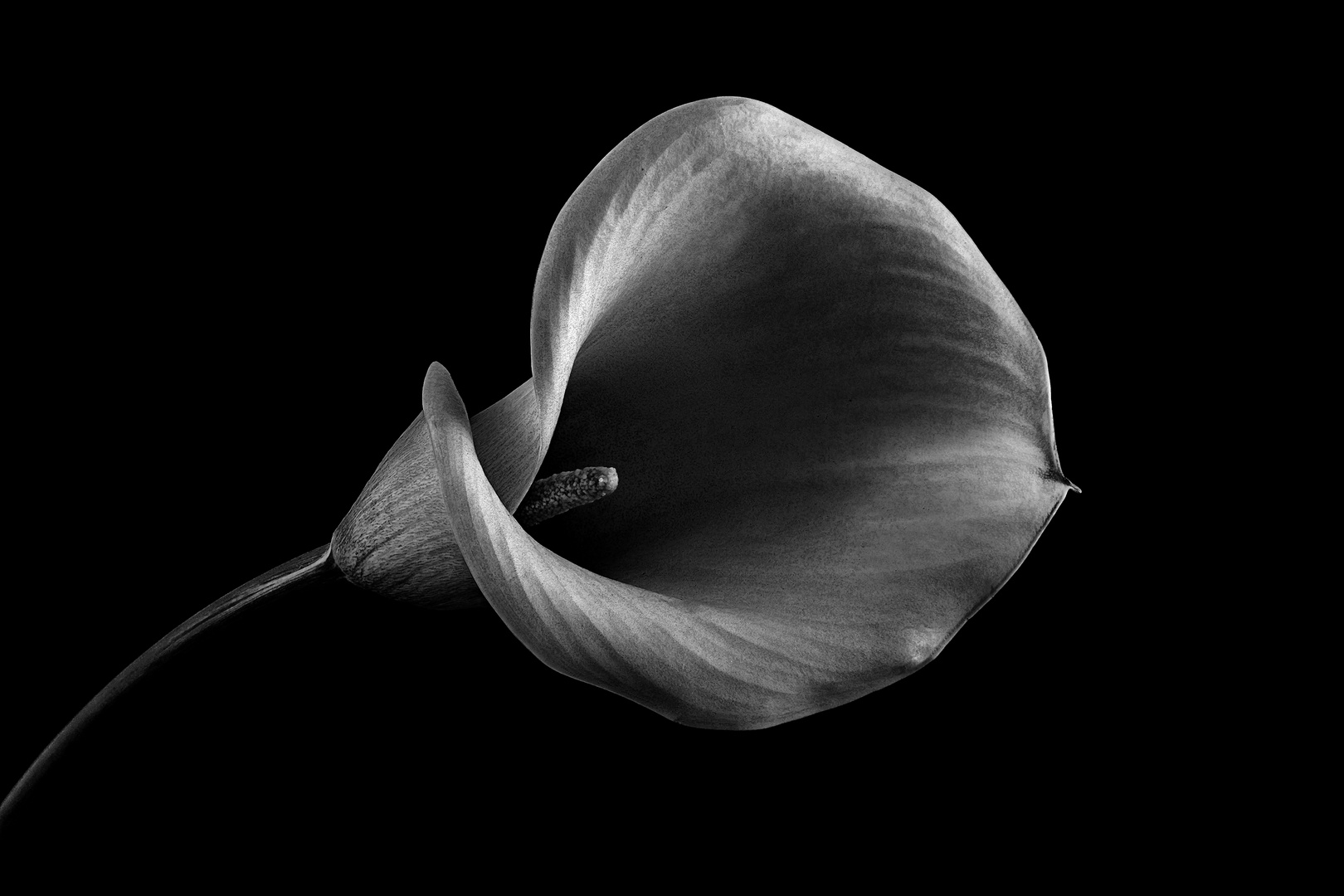 Calla schwarzweiß