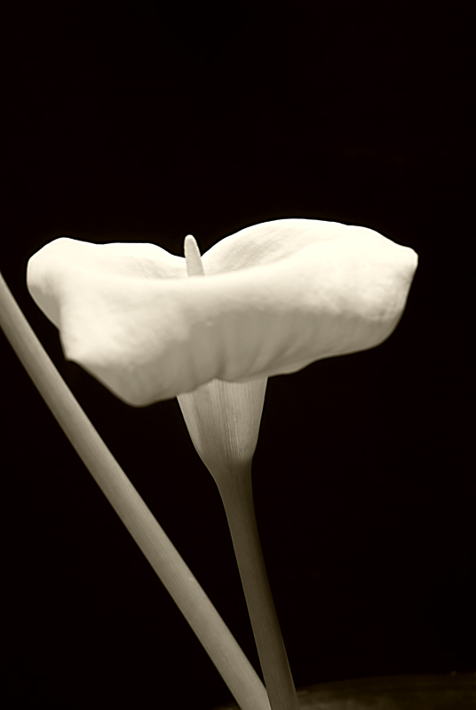 calla seppia2