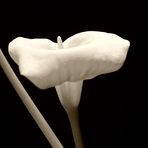 calla seppia2