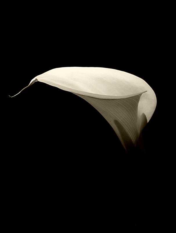 Calla seppia3