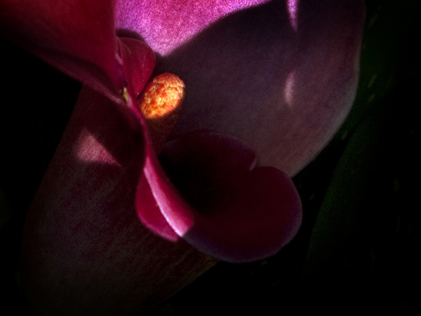 Calla (Sinnliche Blüten 2010)