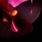 Calla (Sinnliche Blüten 2010)