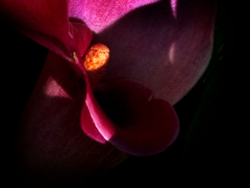 Calla (Sinnliche Blüten 2010)