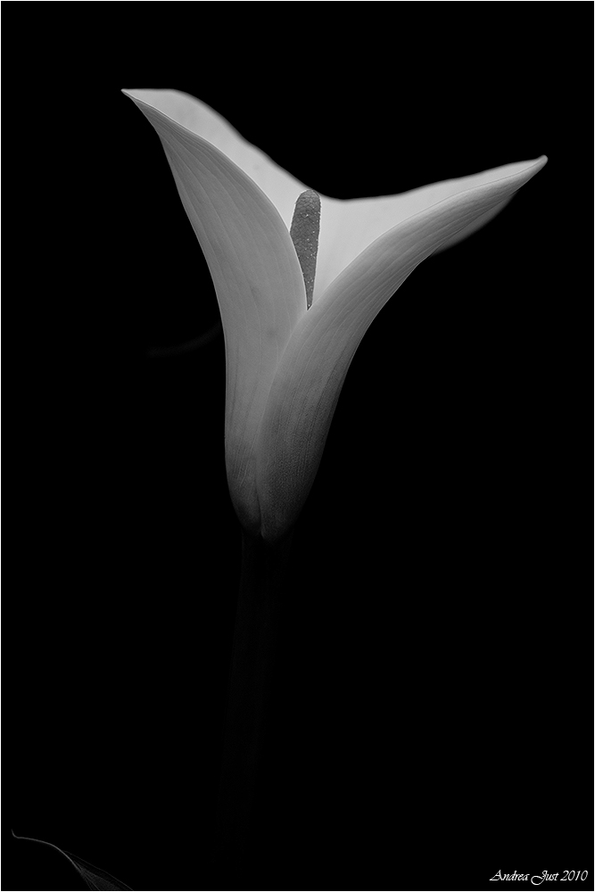 Calla S/W