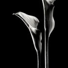 Calla SW mit leichter Tonung