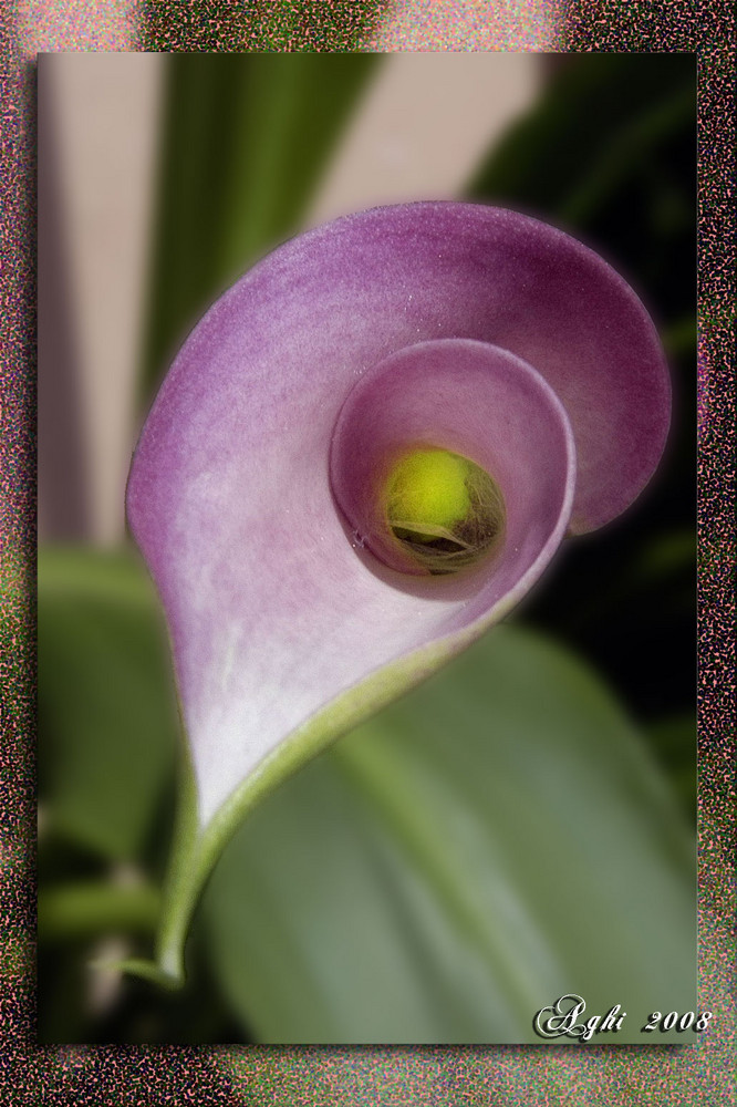 calla (ugola)