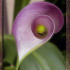 calla (ugola)