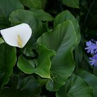 Calla und Agapanthus