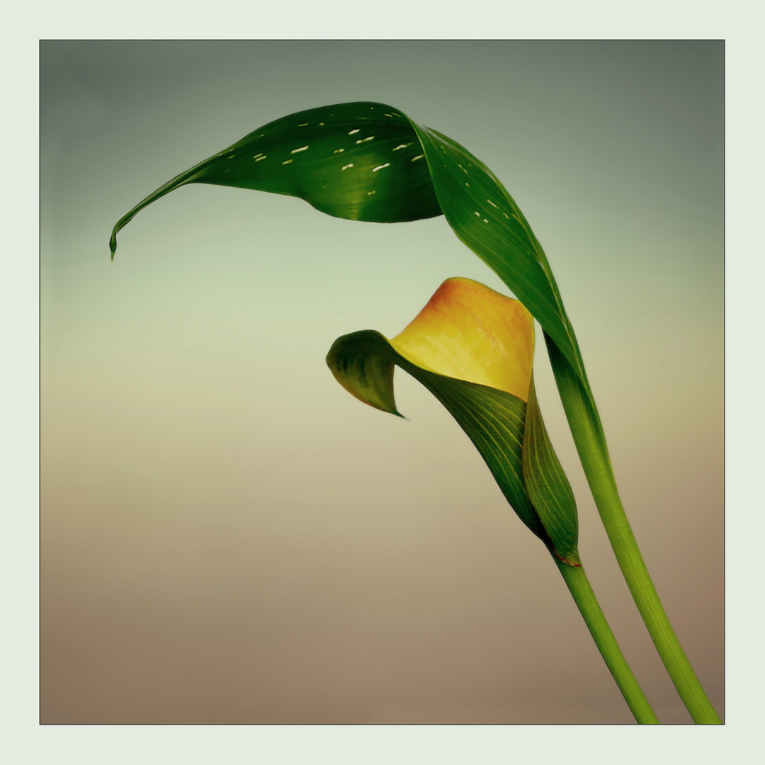 Calla VI 