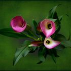 Calla VIII