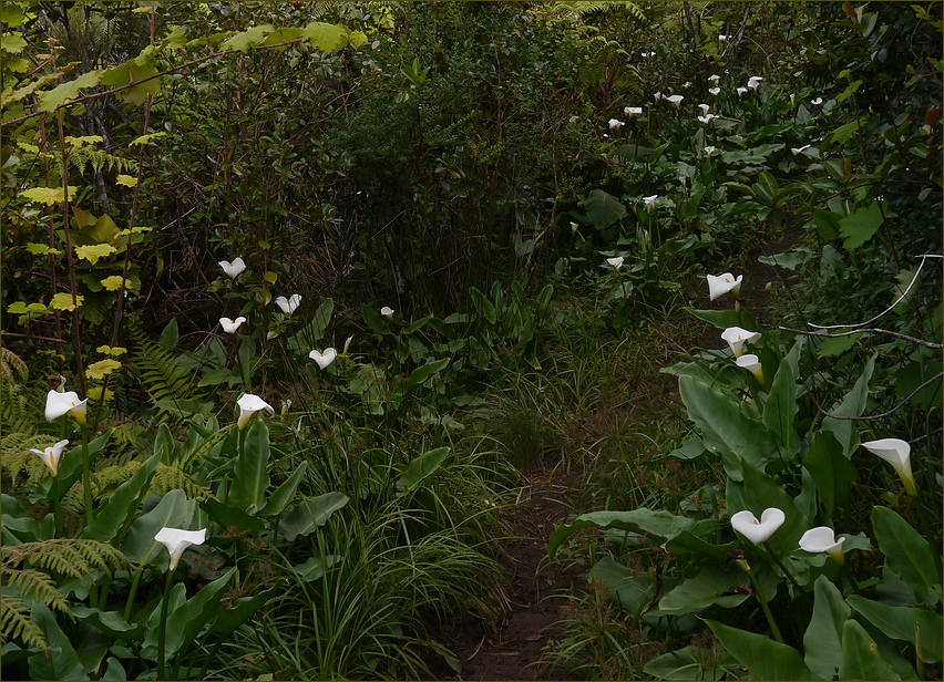 Calla-Walk ...