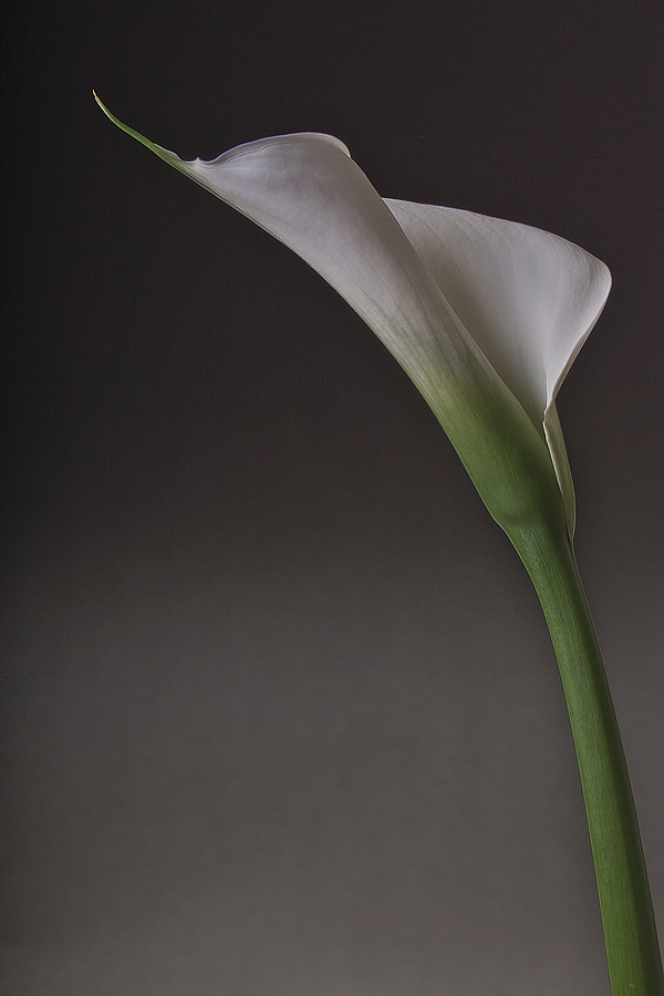 Calla ... was sonst!