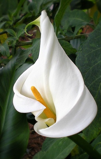 Calla … weiße Lilie