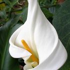 Calla … weiße Lilie