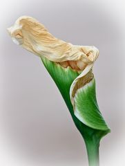 Calla - welke Anmut