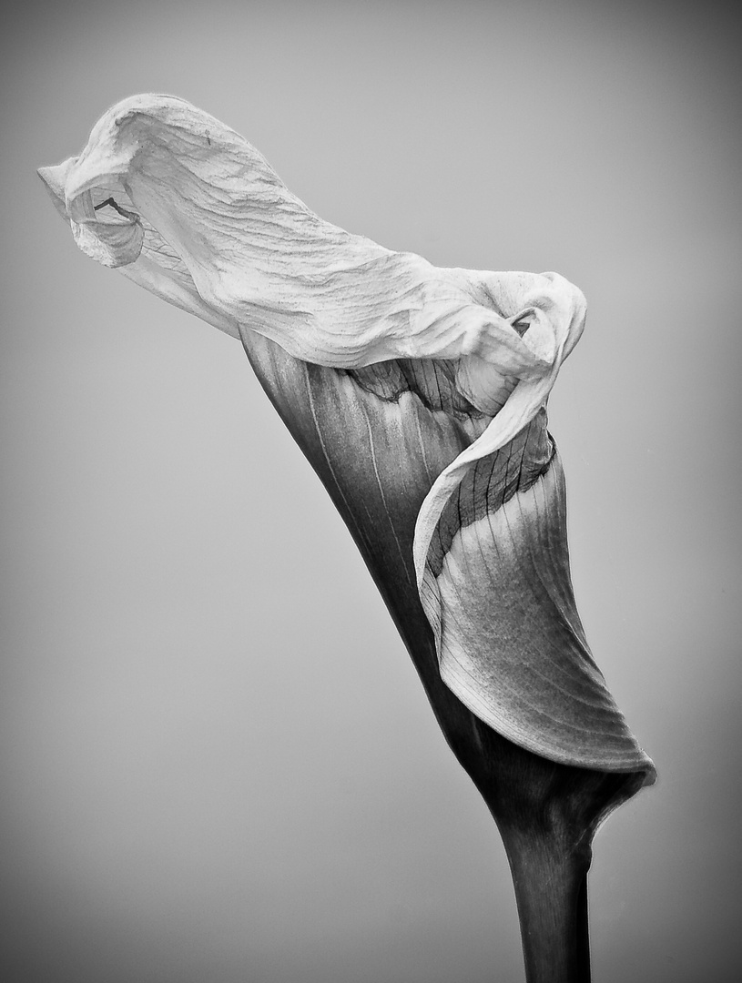 Calla - welke Anmut black/white