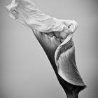 Calla - welke Anmut black/white