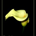 Calla - Zantedeschia 2