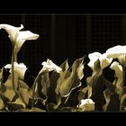 Calla [Zantedeschia aethiopica]