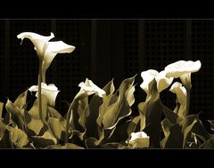 Calla [Zantedeschia aethiopica]