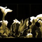 Calla [Zantedeschia aethiopica] #2