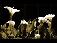 Calla [Zantedeschia aethiopica] #2