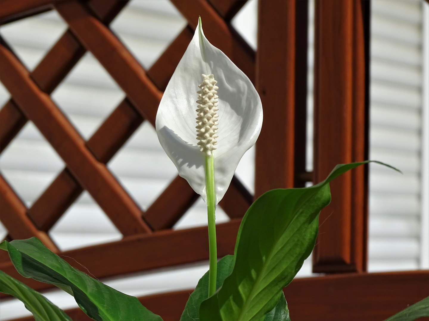 Calla (Zantedeschia aethiopica)