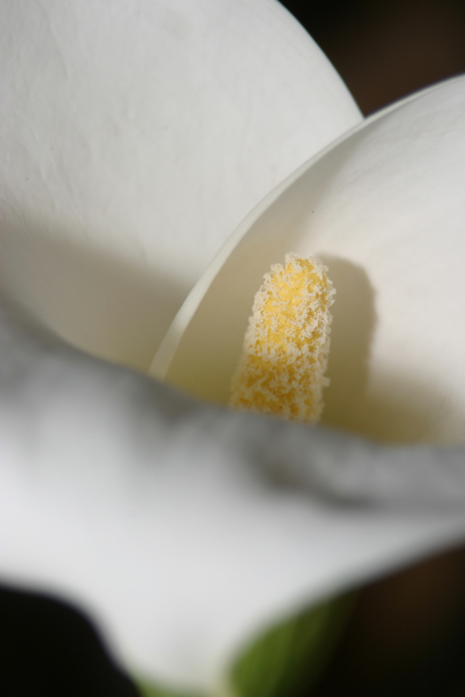 Calla (Zantedeschia)