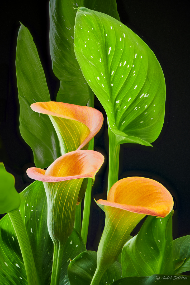 Calla (Zantedeschia Brunella)