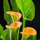 Calla (Zantedeschia Brunella)