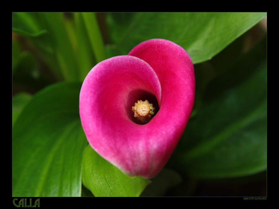 Calla "Zantedeschia Neon Amour"