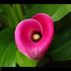 Calla "Zantedeschia Neon Amour"