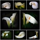 Calla-Zeit