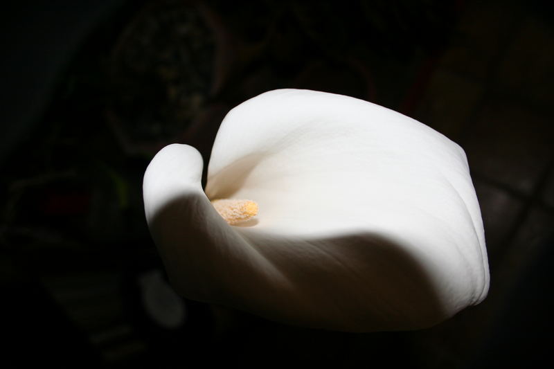 Calla1