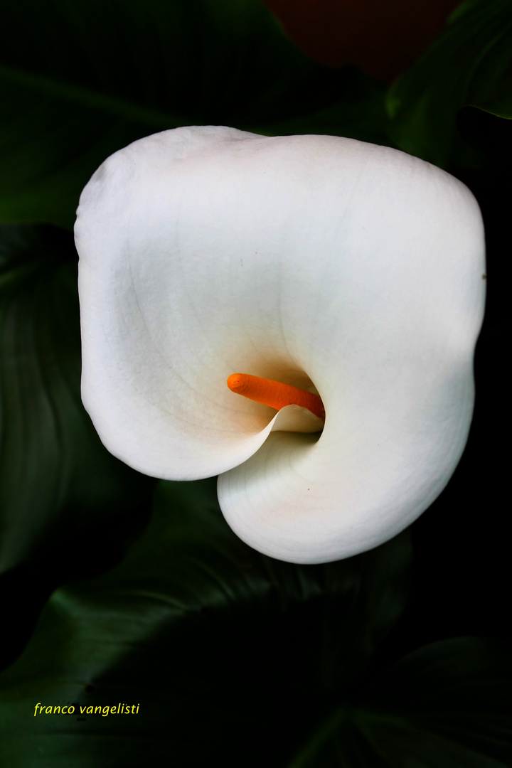 calla2