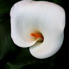 calla2