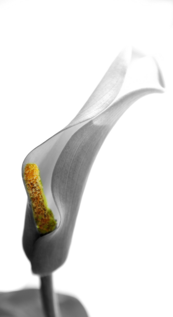 Calla2