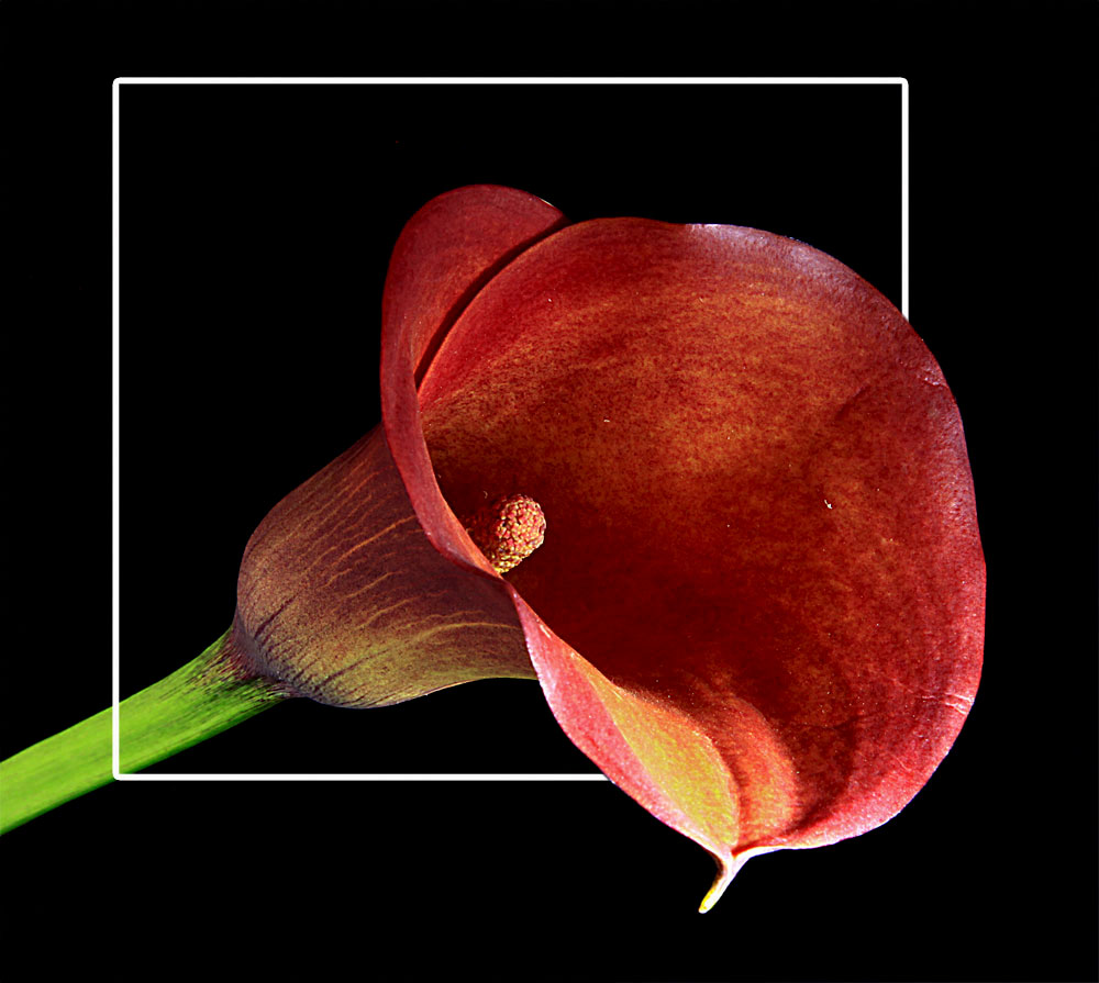 **Calla#2**