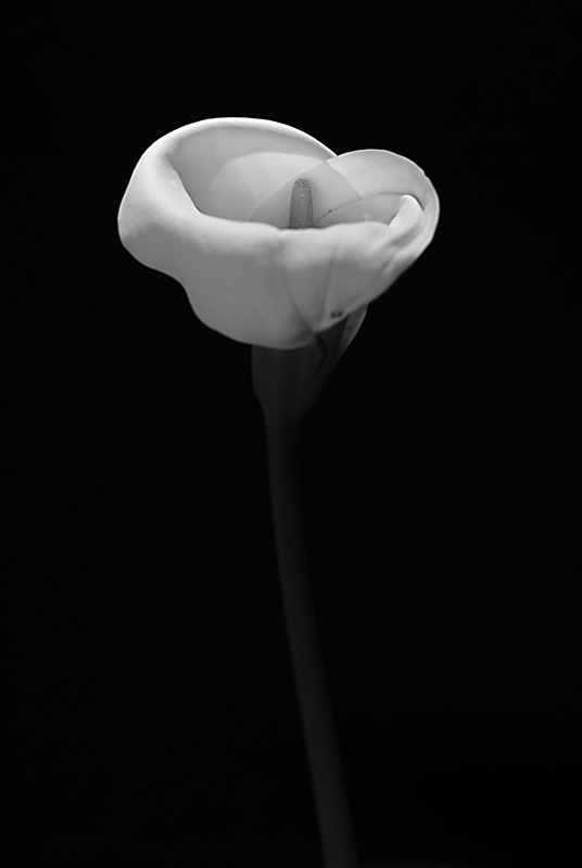 Calla5