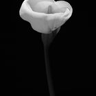 Calla5