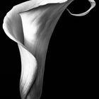 CALLA_black_and_white_2022-05-15