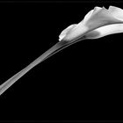 Calla_b/w