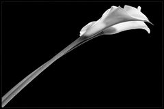 Calla_b/w