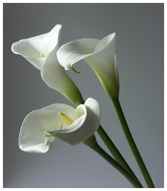 Callas